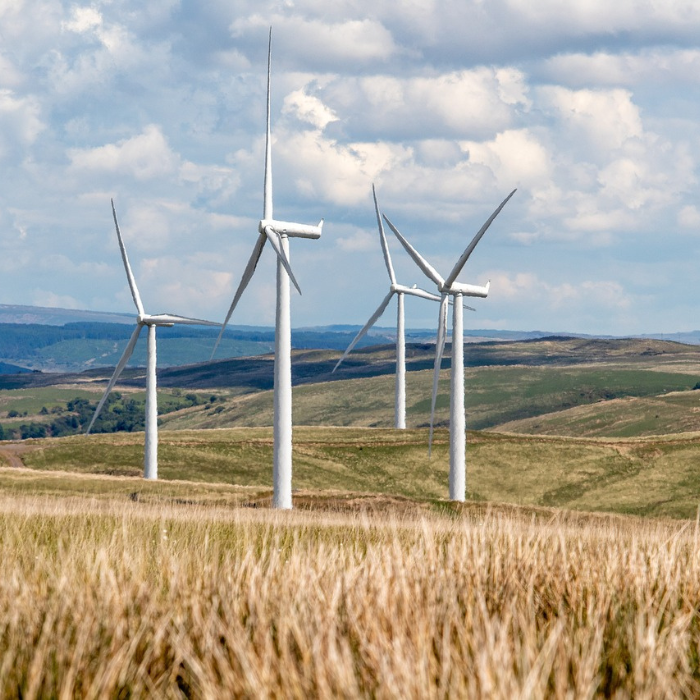 Windräder auf Wiesenfläche